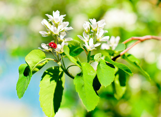 White flowers on a tree branch and a ladybird bug