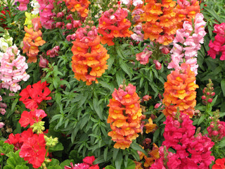 Bright Color Flower Bed