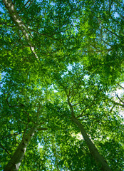 Fototapeta premium summer background of green trees