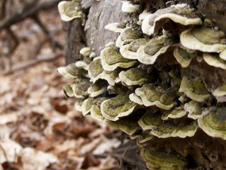 Forest Fungus