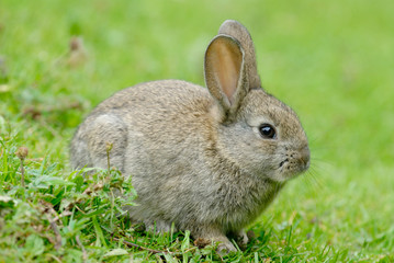 Baby European Rabbit (Oryctolagus cuniculus)