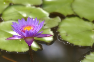 Water Lily 1