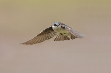 Tree Swallow (tachycineta bicolor) in flight