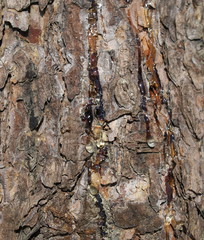 Tree tears