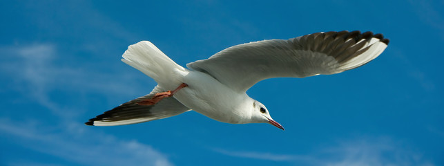 Close-up of seagull