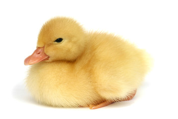Nice a small yellow duck on a white background