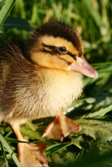 One small duck in a green grass
