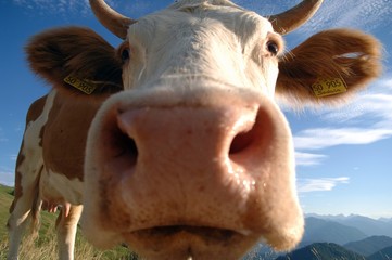 Kuh in den Bayerischen Voralpen
