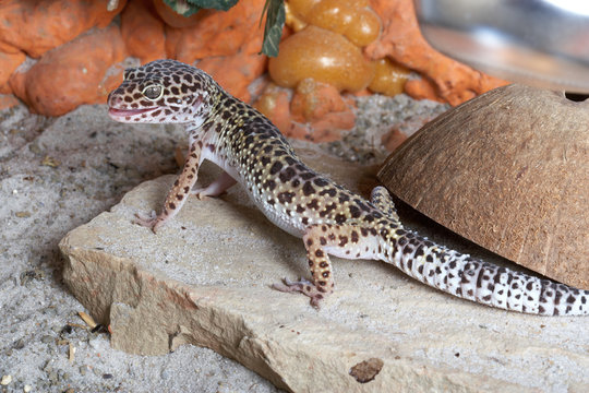 Leopardgecko