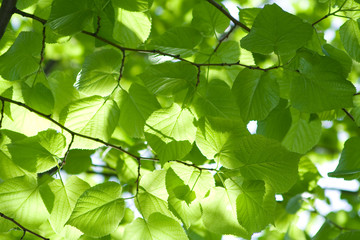 Fototapeta na wymiar Sunlight on leaves