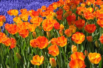 Crédence de cuisine en verre imprimé Tulipe champs de tulipes
