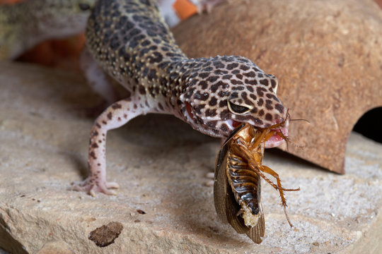 Leopardgecko