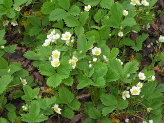 1612 - Fraisiers en fleurs