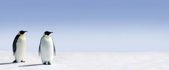 Door stickers Penguin Penguin Panorama