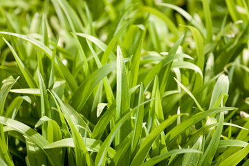 Nature verte