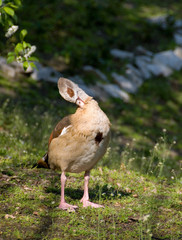 duck