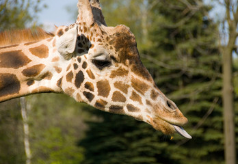 giraffe