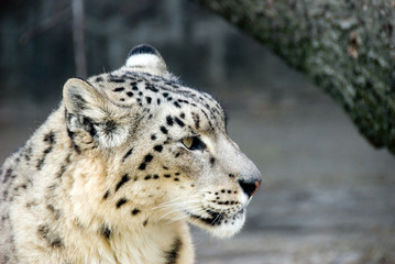 panther