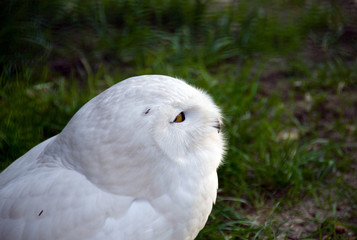 owl
