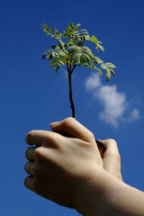 Mein Baum,selbstgezogen