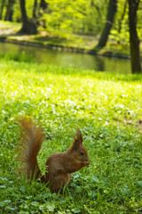 Squirrel