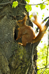 Squirrel