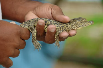 Abwaschbare Fototapete Krokodil Mann, der Babykrokodil hält - kubanischer Alligator