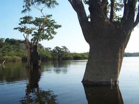 agua y arboles