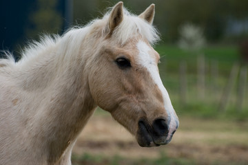 cheval, tête,museau,marron,clair,exterieur,