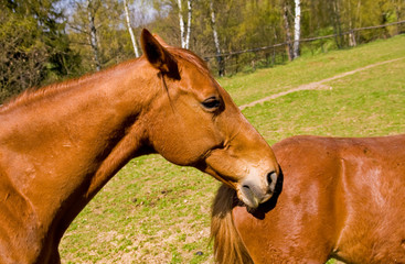 bay horses on green pasture