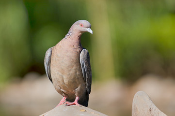 Curious Pigeon