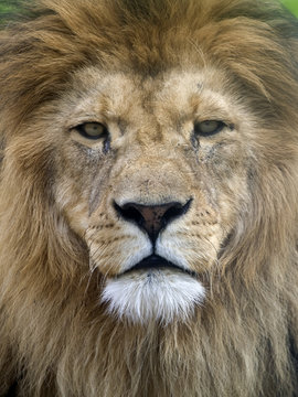 LöwentatzeBilder StockFotos & Videos. Adobe Stock