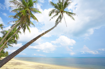 palm coast