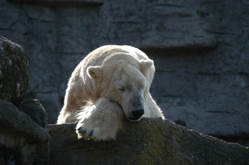 Eisbären Schlaf