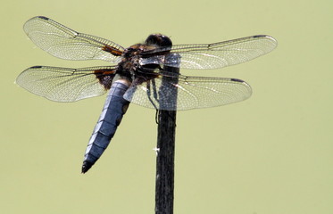 Dragonfly closeup.