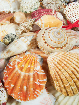 Background made with seashells
