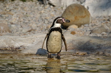 pinguin