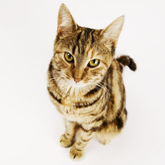 cat
