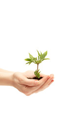 female hand holding a small tree over white