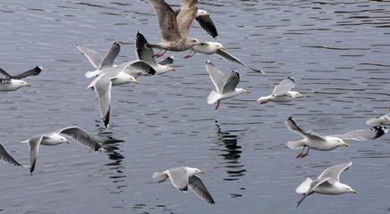 Seagull