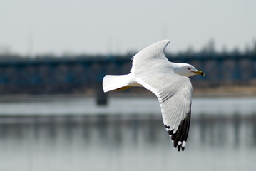Flying Seagull