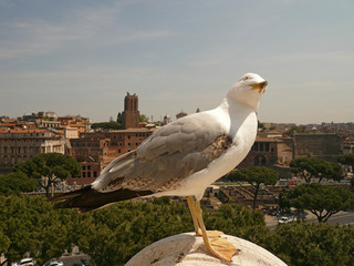 Roman seagull