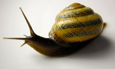 snail