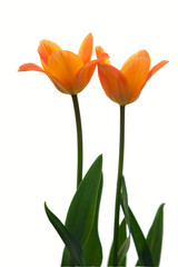 Fototapeta na wymiar Two yellow tulips.