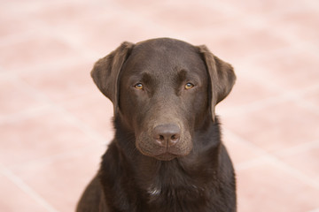 Shot of a Labrador Retriever Looking Straight Into Camera