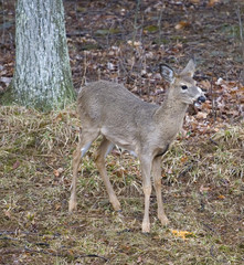 whitetail eating