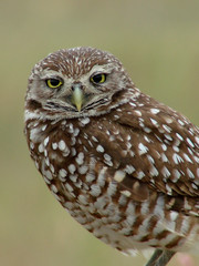 burrowing owl closeup