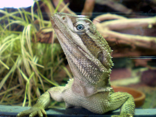 echse