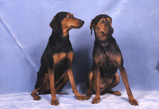 chien courant hellenique