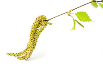 Blossom out Birch tree Leaves.
